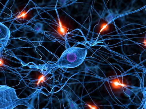 Neurosciences : Bibliothèque réseau